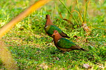 Two Brown-capped emerald doves (Chalcophaps longirostris) standing on grass, Lifou, New Caledonia.