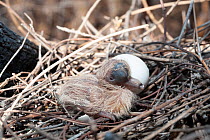Common bronzewing (Phaps chalcoptera) newly hatched chick and egg in nest, Mount Isa, Queensland, Australia.