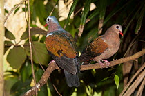 Emerald dove (Chalcophaps indica) pair perched in tree, Indonesia. Captive.