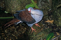 Reinwardt's long-tailed pigeon (Reinwardtoena reinwardti) perched on branch with nesting material in beak, New Guinea. Captive.