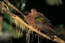 Brown-backed emerald dove (Chalcophaps stephani) perched on branch, Indonesia. Captive.