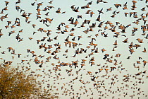 Flock pigeons (Phaps histrionica) flock in flight at dusk, Astrelba Downs National Park, Bedourie, Queensland, Australia.