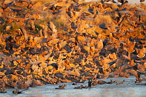 Flock pigeons (Phaps histrionica) flock landing at water's edge to drink at dusk, Astrelba Downs National Park, Bedourie, Queensland, Australia.