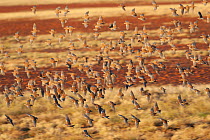 Flock pigeons (Phaps histrionica) flock in flight over grassland at dusk, Astrelba Downs National Park, Bedourie, Queensland, Australia.