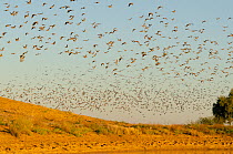 Flock pigeons (Phaps histrionica) flock in flight at dusk, Astrelba Downs National Park, Bedourie, Queensland, Australia.