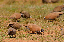 Flock pigeon (Phaps histrionica) flock foraging on dry ground, Alice Springs, Northern Territory, Australia.
