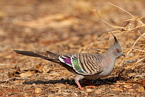 Crested pigeon (Ocyphaps lophotes) portrait, Alice Springs, Northern Territory, Australia.