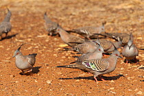 Crested pigeon (Ocyphaps lophotes) flock foraging on dry ground, Alice Springs, Northern Territory, Australia.