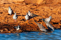 Crested pigeon (Ocyphaps lophotes) flock drinking at water's edge, Murchison Shire, Western Australia.