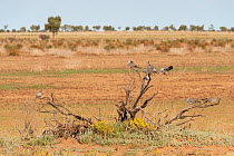 Crested pigeon (Ocyphaps lophotes) flock perched in dead tree, Alice Springs, Northern Territory, Australia.