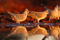 Crested pigeons (Ocyphaps lophotes) standing at water's edge in evening light, Kilcowera Station, Thargomindah, Queensland, Australia.