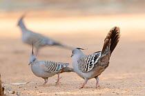 Three Crested pigeons (Ocyphaps lophotes) walking over dry ground, Alice Springs, Northern Territory, Australia.