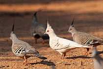 Five Crested pigeons (Ocyphaps lophote) walking over dry ground, one leucistic, Alice Springs, Northern Territory, Australia.