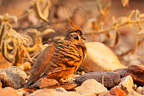 Spinifex pigeon (Geophaps plumifera) perched on rocks in evening sunlight, Alice Springs, Northern Territory, Australia.