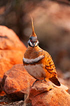Spinifex pigeon (Geophaps plumifera) perched on a rock, Alice Springs, Northern Territory, Australia.