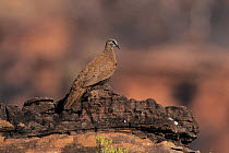 White-quilled rock pigeon (Petrophassa albipennis) perched on a rock, Australia.