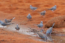 Diamond dove (Geopelia cuneata) flock drinking from puddle in dry landscape, Murchison Shire, Western Australia.