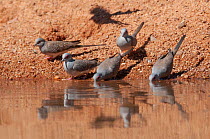 Small flock of Diamond doves (Geopelia cuneata) drinking at pool, Dajarra, Queensland, Australia.