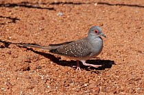 Diamond dove (Geopelia cuneata) walking over sandy ground, Dajarra, Queensland, Australia.