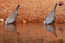 Two Diamond doves (Geopelia cuneata) drinking at shallow pool, Dajarra, Queensland, Australia.
