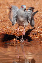 Diamond dove (Geopelia cuneata) taking flight from water, Dajarra, Queensland, Australia.