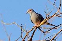 Diamond dove (Geopelia cuneata) perched on branch, Murchison Shire, Western Australia.