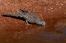 Peaceful dove (Geopelia placida) drinking at water's edge, Dajarra, Queensland, Australia.