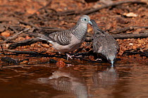Peaceful dove (Geopelia placida) pair, drinking at water's edge, Dajarra, Queensland, Australia.