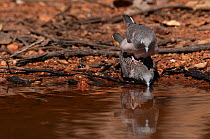 Peaceful dove (Geopelia placida) pair, mating at water's edge, Dajarra, Queensland, Australia.