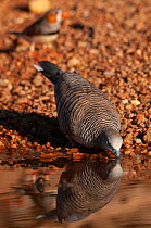 Peaceful dove (Geopelia placida) drinking at pool, Dajarra, Queensland, Australia.