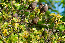 Eared dove (Zenaida auriculata) flock perched in tree, Bonaire, Caribbean.