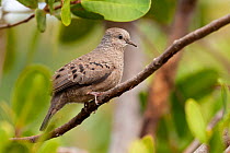 Scaly-breasted ground dove (Columbina passerina) perched on branch, Saint Martin, Caribbean.