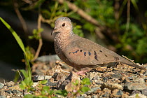 Scaly-breasted ground dove (Columbina passerina) portrait, Saint Martin, Caribbean.