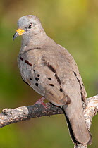 Gold-billed ground dove (Columbina cruziana) perched on branch, Chaparri reserve, Lambayeque, Peru.