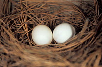 Diamond dove (Geopelia cuneata) eggs in nest, Australia.