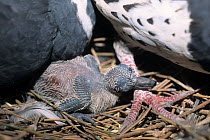 Wonga pigeon (Leucosarcia melanoleuca) pair in nest with chick, Australia.
