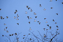 Eared dove (Zenaida auriculata) flock in flight, Brazil