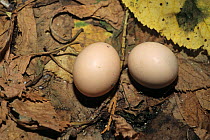 Crested quail dove (Geotrygon versicolor) eggs, Jamaica. Captive.
