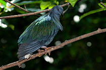 Nicobar pigeon (Caloenas nicobarica) perched on branch, Malaysia. Captive.