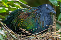Nicobar pigeon (Caloenas nicobarica) on nest, Parc aux Oiseaux, France. Captive, occurs in South East Asia and Indonesia.
