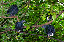 Nicobar pigeon (Caloenas nicobarica) flock perched in tree, Jurong Bird Park, Singapore. Captive.