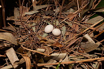 Luzon bleeding heart dove (Gallicolumba luzonica) eggs in nest, Flying High Bird Habitat, Queensland, Australia. Captive, occurs in Luzon, Philippines.