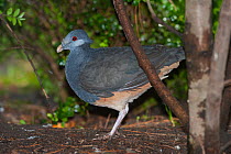 Thick-billed ground pigeon (Trugon terrestris) portrait, New Guinea. Captive.