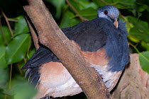 Thick-billed ground pigeon (Trugon terrestris) perched on branch, New Guinea. Captive.