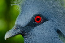 Victoria crowned pigeon (Goura victoria) head portrait, Jurong Bird Park, Singapore. Captive, occurs in New Guinea.