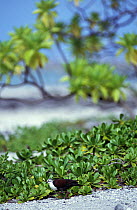 Society Islands ground dove (Gallicolumba erythroptera) male, walking among coastal vegetation, Rangiroa,Tuamotu islands, French Polynesia. Critically endangered.