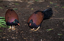 Two Green-naped pheasant pigeons (Otidiphaps nobilis nobilis) feeding, New Guinea. Captive.