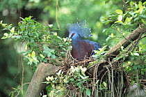 Victoria crowned pigeon (Goura victoria) female, on nest, New Guinea. Captive.
