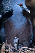 Victoria crowned pigeon (Goura victoria) female, on nest with chick, New Guinea. Captive.