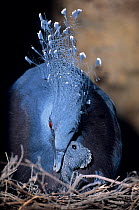 Victoria crowned pigeon (Goura victoria) female, on nest feeding chick, New Guinea. Captive.